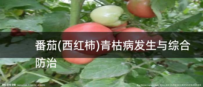 番茄(西红柿)青枯病发生与综合防治