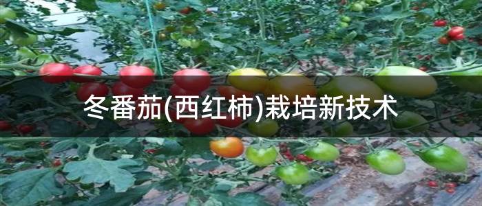 冬番茄(西红柿)栽培新技术