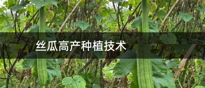丝瓜高产种植技术