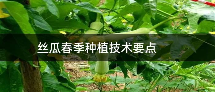 丝瓜春季种植技术要点
