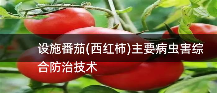 设施番茄(西红柿)主要病虫害综合防治技术