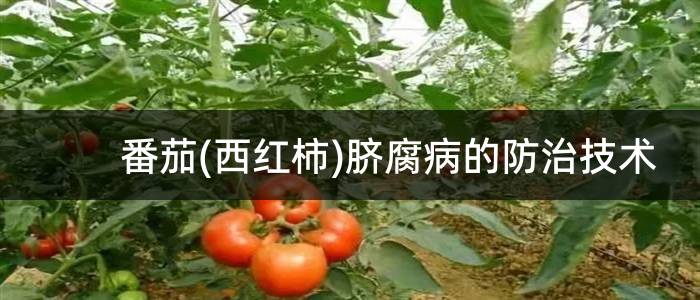 番茄(西红柿)脐腐病的防治技术