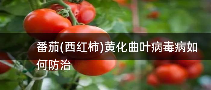 番茄(西红柿)黄化曲叶病毒病如何防治
