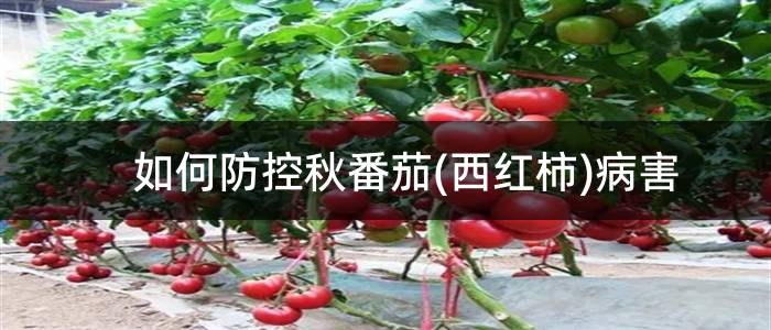 如何防控秋番茄(西红柿)病害