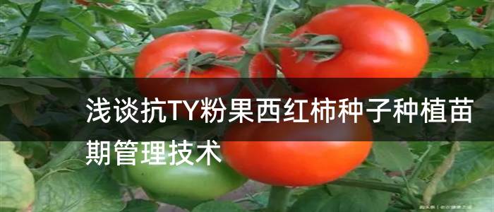 浅谈抗TY粉果西红柿种子种植苗期管理技术