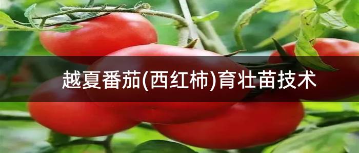 越夏番茄(西红柿)育壮苗技术