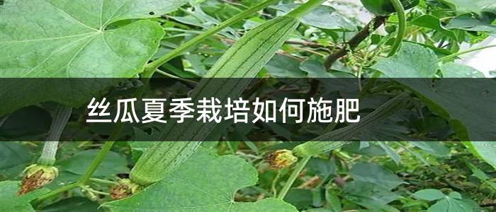 丝瓜夏季栽培如何施肥