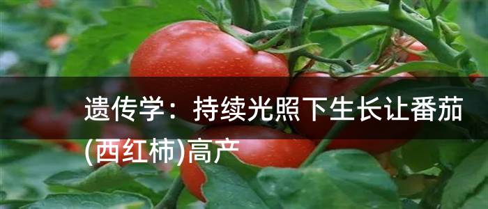 遗传学：持续光照下生长让番茄(西红柿)高产
