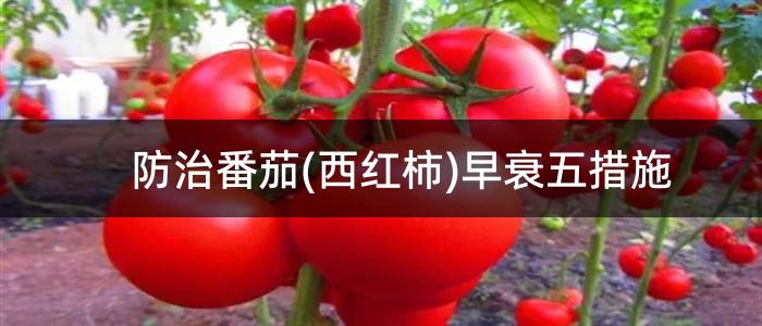 防治番茄(西红柿)早衰五措施