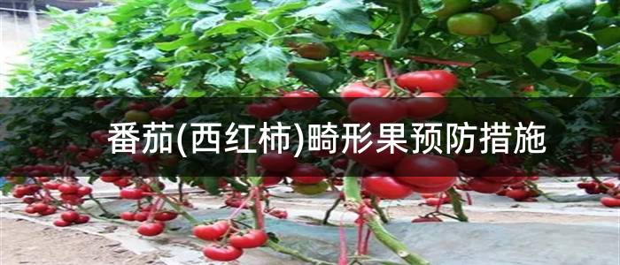 番茄(西红柿)畸形果预防措施
