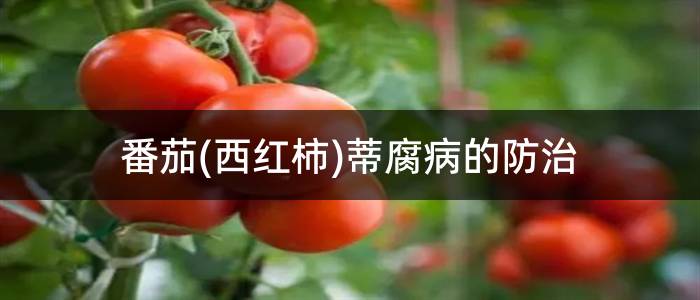 番茄(西红柿)蒂腐病的防治