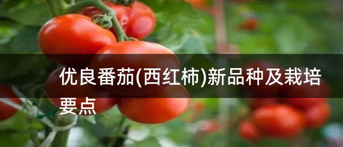 优良番茄(西红柿)新品种及栽培要点