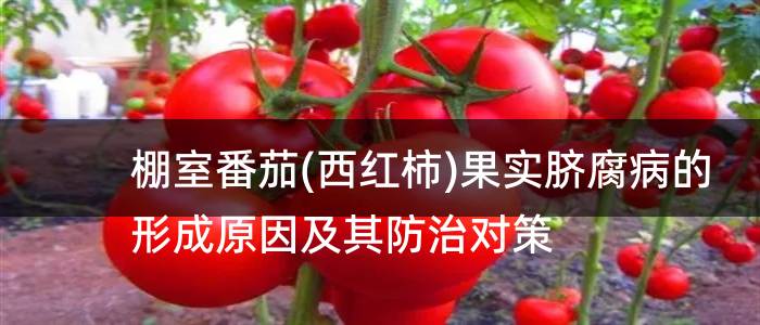 棚室番茄(西红柿)果实脐腐病的形成原因及其防治对策