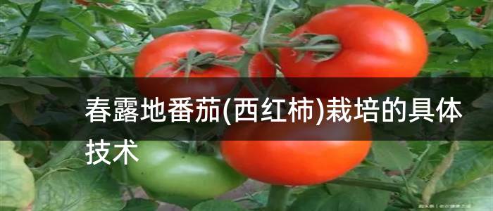 春露地番茄(西红柿)栽培的具体技术