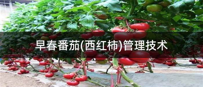 早春番茄(西红柿)管理技术