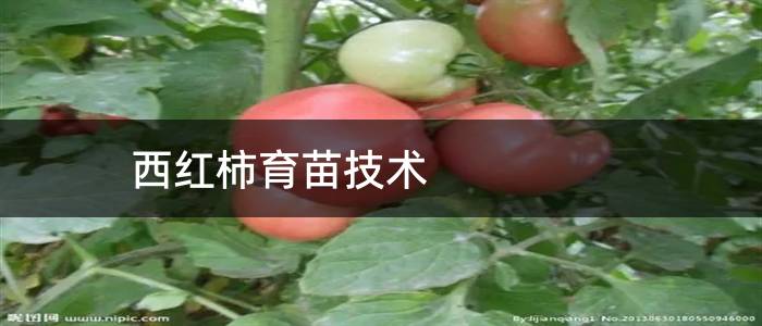 西红柿育苗技术