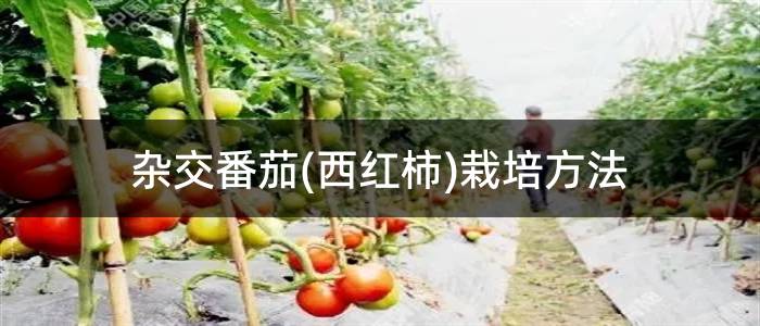 杂交番茄(西红柿)栽培方法