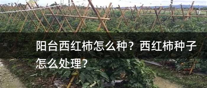 阳台西红柿怎么种？西红柿种子怎么处理？