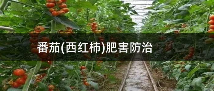 番茄(西红柿)肥害防治