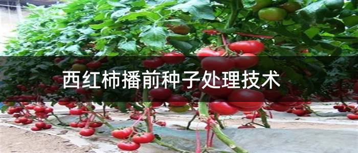 西红柿播前种子处理技术