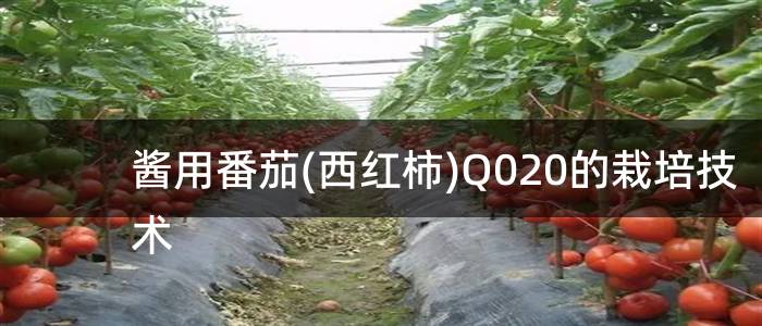 酱用番茄(西红柿)Q020的栽培技术