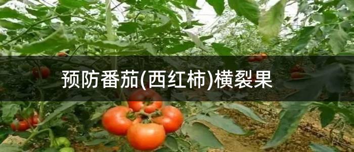 预防番茄(西红柿)横裂果