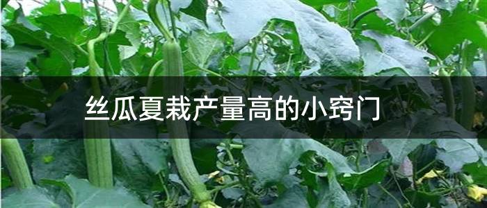 丝瓜夏栽产量高的小窍门