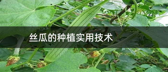 丝瓜的种植实用技术