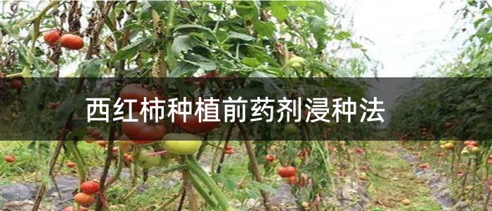 西红柿种植前药剂浸种法