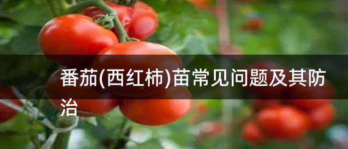 番茄(西红柿)苗常见问题及其防治