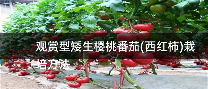 观赏型矮生樱桃番茄(西红柿)栽培方法