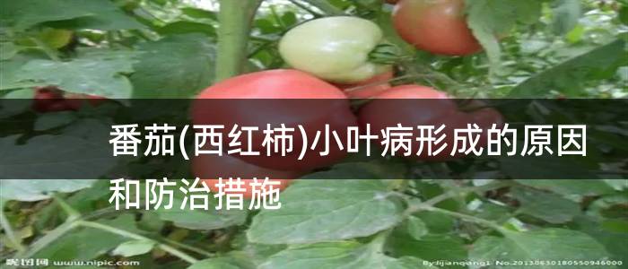 番茄(西红柿)小叶病形成的原因和防治措施