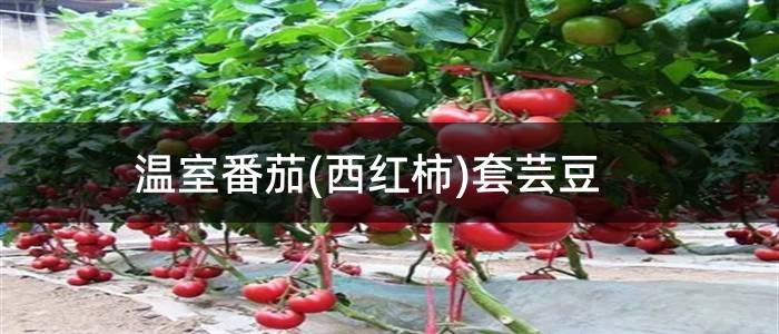 温室番茄(西红柿)套芸豆