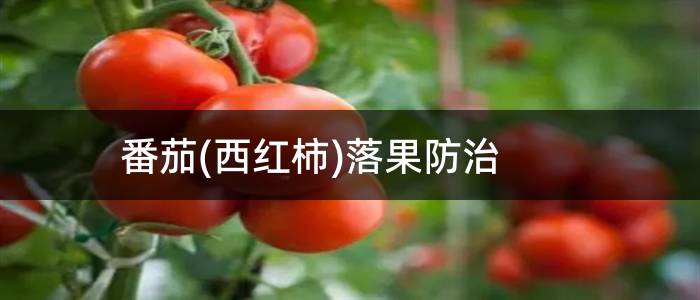 番茄(西红柿)落果防治