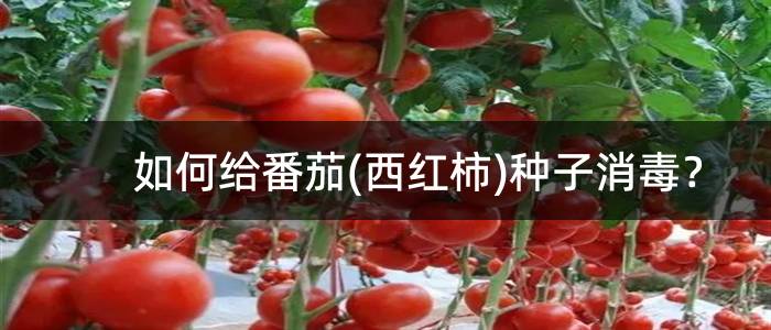 如何给番茄(西红柿)种子消毒？