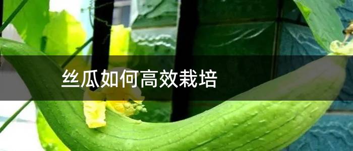 丝瓜如何高效栽培
