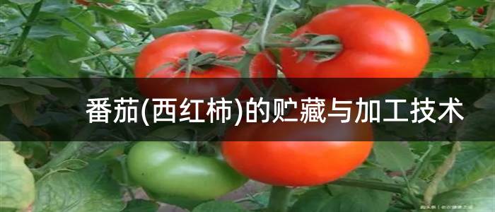 番茄(西红柿)的贮藏与加工技术