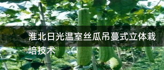 淮北日光温室丝瓜吊蔓式立体栽培技术