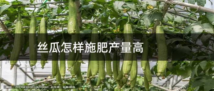 丝瓜怎样施肥产量高