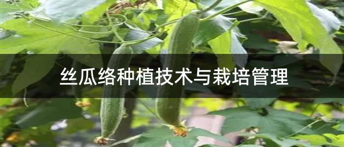 丝瓜络种植技术与栽培管理