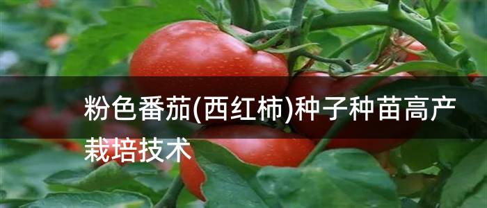 粉色番茄(西红柿)种子种苗高产栽培技术