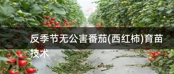 反季节无公害番茄(西红柿)育苗技术