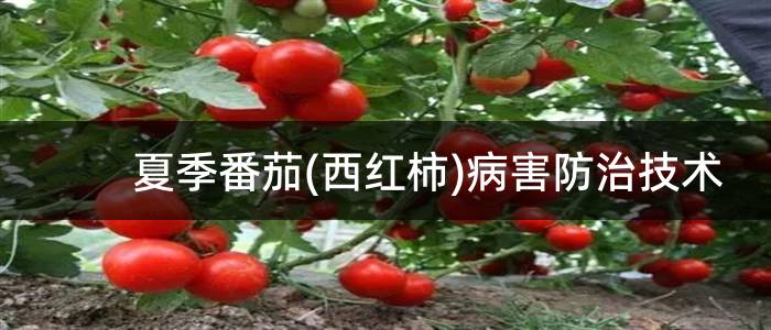 夏季番茄(西红柿)病害防治技术