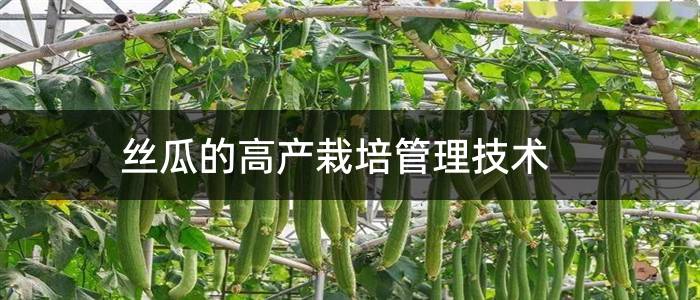 丝瓜的高产栽培管理技术