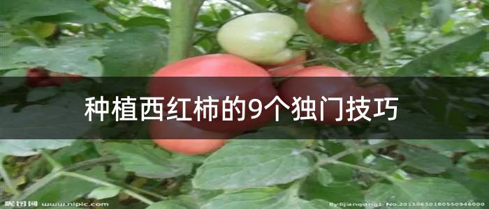 种植西红柿的9个独门技巧