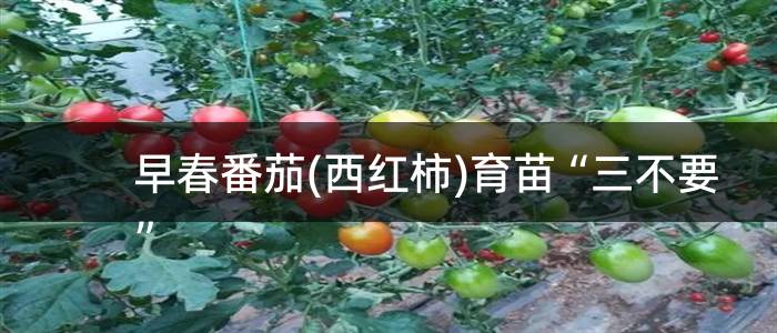 早春番茄(西红柿)育苗“三不要”