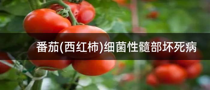 番茄(西红柿)细菌性髓部坏死病