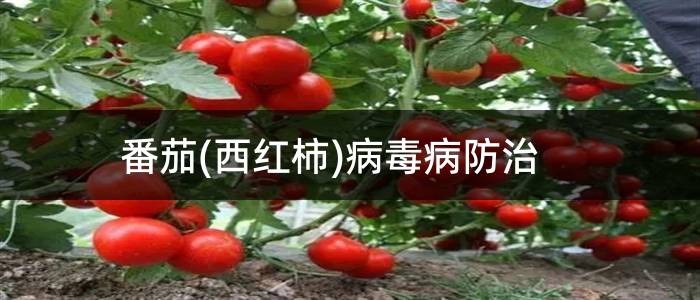 番茄(西红柿)病毒病防治