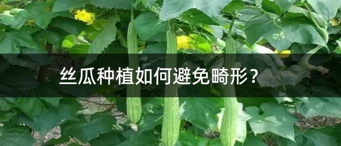 丝瓜种植如何避免畸形？