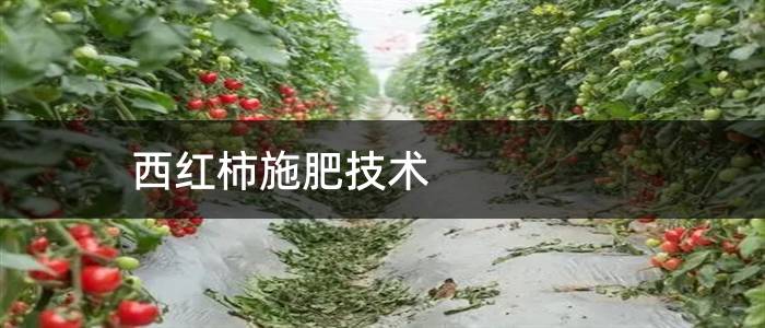 西红柿施肥技术